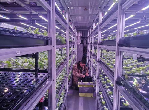 中科三安、京東等國內(nèi)20家植物工廠大盤點(diǎn) 生物技術(shù)驅(qū)動農(nóng)業(yè)新變革