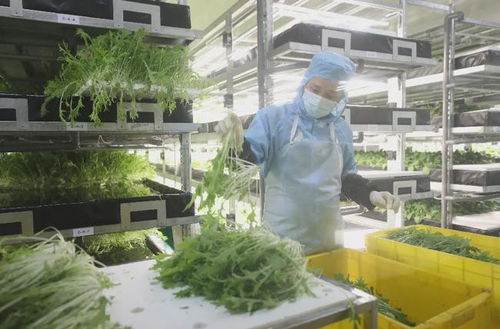 萬綠湖旁的明星 河源高新區植物工廠以醫藥技術種出放心菜